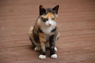 猫 宠物 吉尔扬伊 动物 可爱的动物