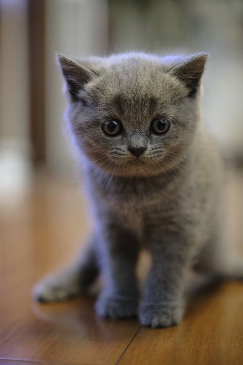 猫 小猫 宠物 年轻的猫 动物 国内的 猫科动物 哺乳动物
