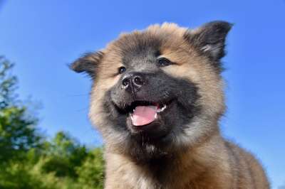 狗 年轻的狗 小狗 狗Eurasier 婊子Rivageblue 可爱