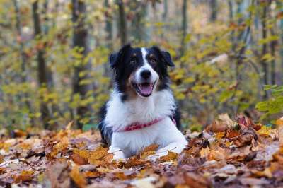 狗 森林 落下 秋天 宠物 动物 家犬 犬类 哺乳动物 可爱的