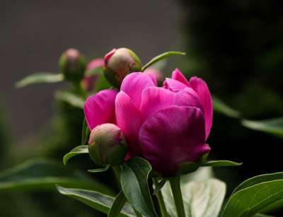 牡丹芽 粉红色的花 紫红色 牡丹 芍药科植物 Perinnial