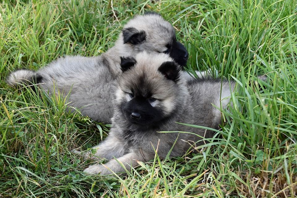 小狗, 年轻的狗, 犬类, 可爱的, 年轻的欧洲人, 犬种, 狗, 哺乳动物