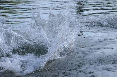 水 水溅 鞘 狗 浸泡 湿的 潜水