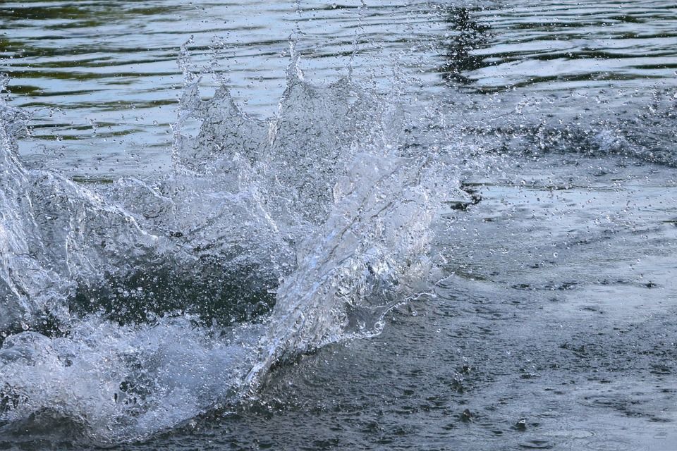 水, 水溅, 鞘, 狗, 浸泡, 湿的, 潜水