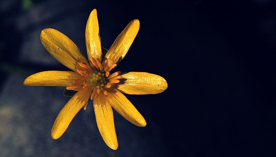 白屈菜, 无花果, 春天白屈菜, 春天, 花园, 花, 植物群, 自然, 黄色