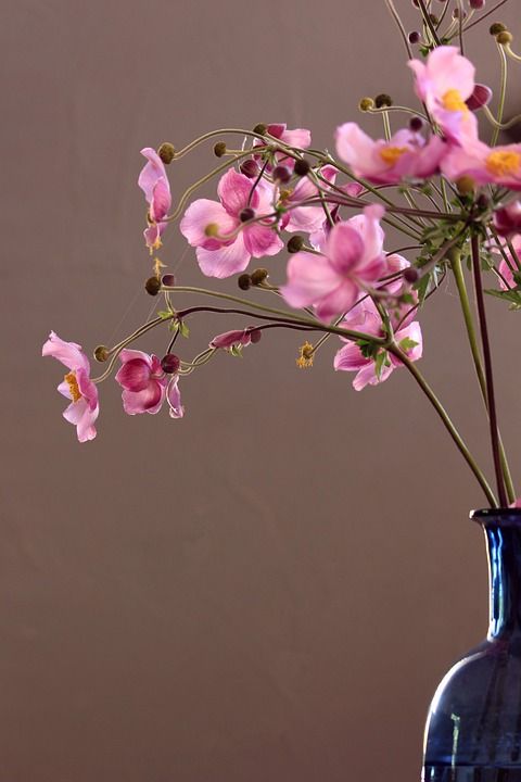 花朵 粉红色的花朵 花瓶 静物 开花 装饰 背景 海葵 秋花