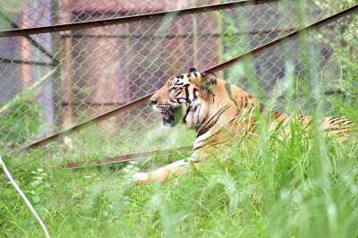 老虎 动物 动物园 大猫 条纹 猫科动物 草地 草 哺乳动物