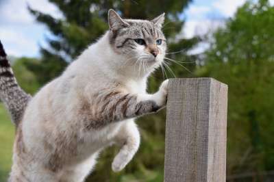 猫 猫科动物 猫沃克 平衡 聊天敏捷 灵活性 爪的猫 猫在极
