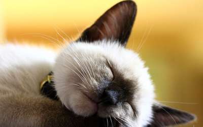 动物 哺乳动物 可爱 猫 毛皮 宠物 小猫