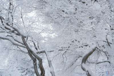霜树 冬天 树 雪 曲折 Brances 如梦如幻的霜 白色的