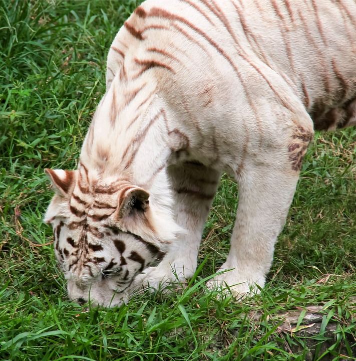 动物 危险 猎人 自然 气味 嗅探器 老虎 野生的 野生动物