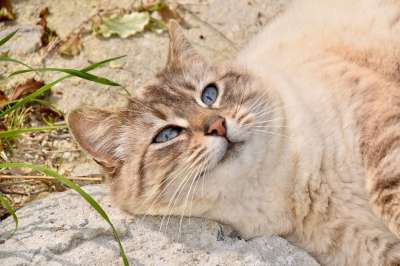 猫 猫科动物 动物 蓝眼睛的猫 欧洲猫 小巷猫女 小猫 哺乳动物