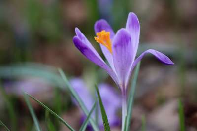 番红花 开花 花瓣 雌蕊 大器晚成 春天 盛开 春天的开始