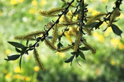 柳 春天 性质 植物 叶子 外部 分支 环境 新鲜 季节