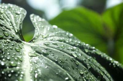 重点 绿色 丛林 树叶 雨滴 水 绿色的焦点