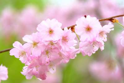 樱花 花瓣 春天 分支 自然 粉彩 投标 树枝 开花时间