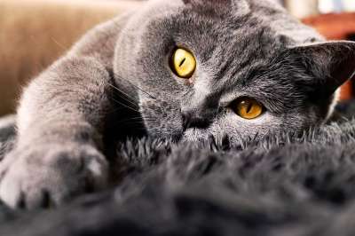 猫 眼睛 动物 小猫 灰猫