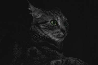动物 猫 特写 黑暗的 国内动物 猫科动物 毛皮 基蒂 哺乳动物