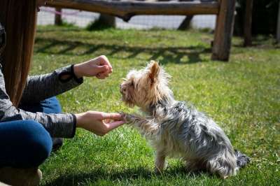 狗 小的 训犬 约克夏 约克夏犬 爪子得到 艺术、艺术 可爱的