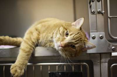 猫 基蒂 兽医 宠物 猫科动物 动物 国内的 毛皮 橙色的