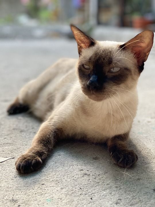 猫 动物 宠物 猫科动物 小猫 可爱的 哺乳动物 老虎 肖像