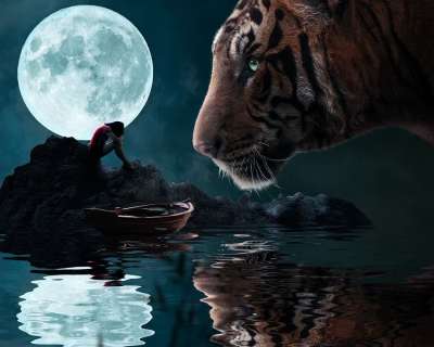 老虎 动物 水 夜晚