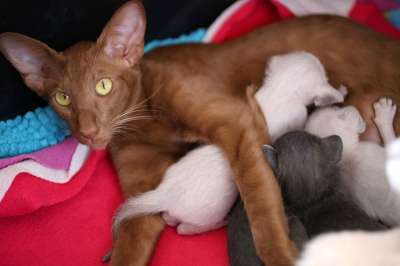猫 小猫 垃圾 东方短毛猫 毛皮 可爱的 动物 食肉动物 蓬松的