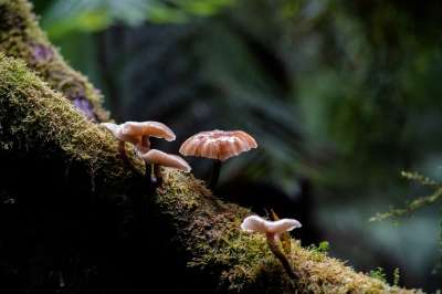 蘑菇 苔藓 森林 菌类 毒菌 荒野 雨林 自然 特写