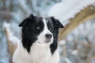 狗 边境牧羊犬 牧羊犬 犬类 宠物 国内的 动物 雪 冬天
