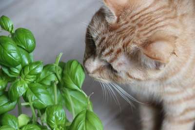 猫 宿醉 红色的 家畜 好奇心 品酒师 探索 罗勒 植物
