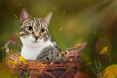 猫 宠物 猫科动物 物种 动物 哺乳动物 国内动物 毛皮 小猫