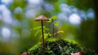 菌类 蘑菇 秋天 毒菌 木耳 森林 苔藓 有毒的
