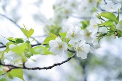 鲜花 自然 景观 日本 春天 樱花 白色的 叶 樱桃树 大島桜