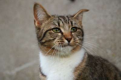 猫 鲭鱼 小猫 虎猫 毛皮 蓬松的