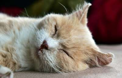 猫 厌倦 睡觉 放松 梦想 家猫 说谎 懒惰的 腐烂的皮肤 累