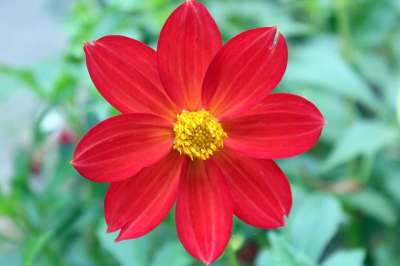 Dahlia牛排 大丽艾丽卡别墅乡村度假 花 花园 性质 家庭花园