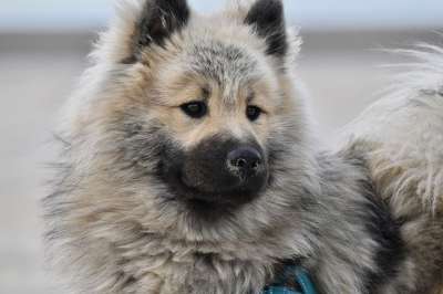 动物 狗 哺乳动物 增加 犬类 宠物 欧洲狗奥拉夫 男性欧洲人