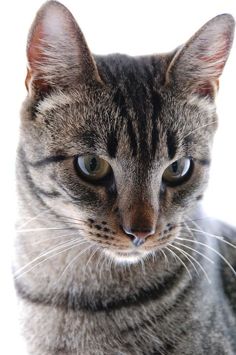 猫 动物 肖像 宠物 猫科动物 小猫 国内的 基蒂 毛茸茸的