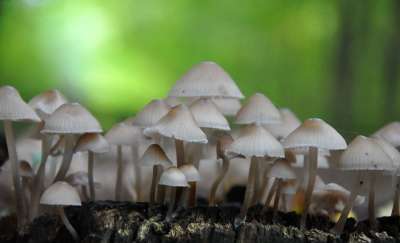 蘑菇 森林 秋季 墨菇