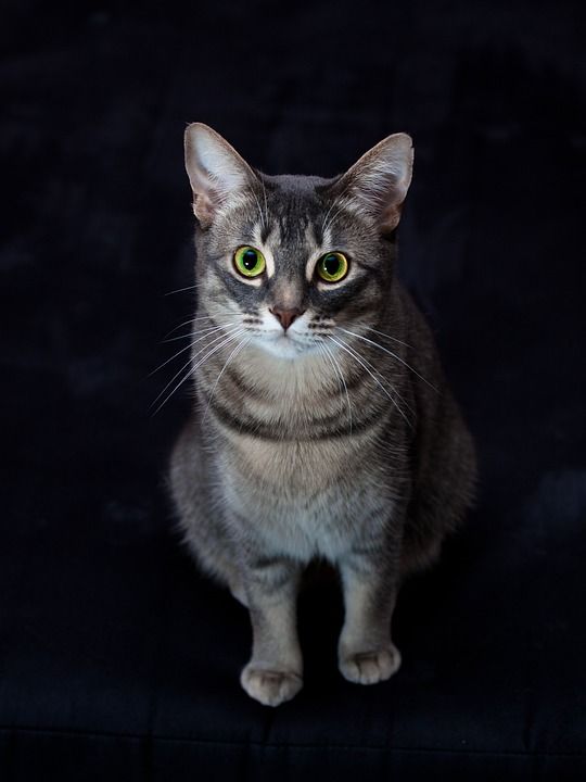 猫 手表 看法