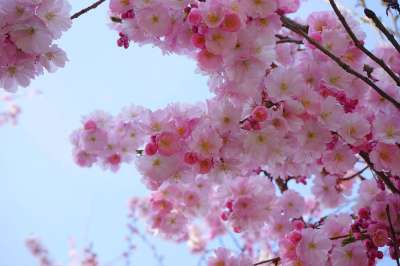 日本樱桃 开花 日本樱花 观赏樱桃 樱花 树 粉色的 多彩多姿的