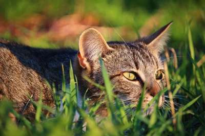 猫 小猫 虎猫 鲭鱼 家猫 草 大花猫 劳尔 打猎 猫脸