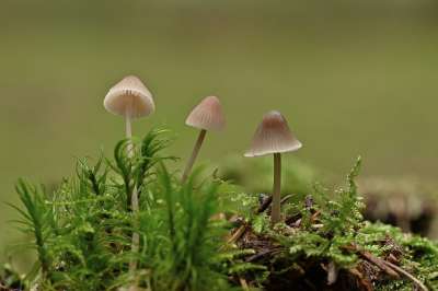 蘑菇 菌 毒菌 生长 苔藓 森林