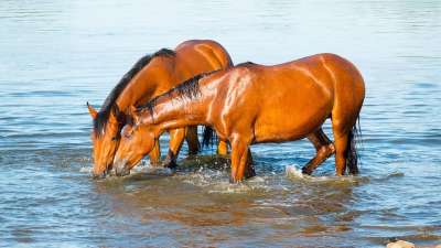 两匹马 喝 水 河 夏天 休息 自然 海滩 太阳 放松 日落