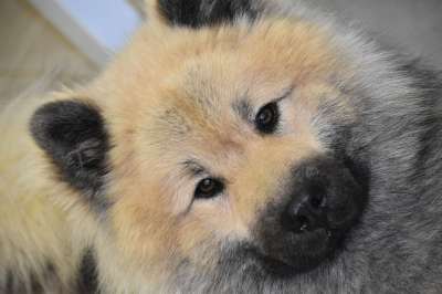 狗 狗肖像 狗Eurasier 狗的纯种 Eurasier