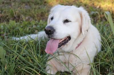 狗 动物 金毛猎犬 女性 家畜 舌头 种族 自然 狗鼻子 肖像