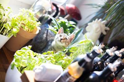 小猫 厨房 药草园 老虎小猫 宠物 猫科动物