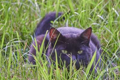 猫 场地 劳尔 打猎 家畜 草地 猫眼 绿色 手表 脸 家猫