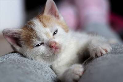 小猫 猫 年轻的猫 动物 家猫 猫科动物 哺乳动物 可爱的