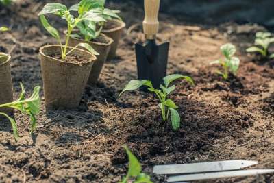 辣椒 幼苗 种植 花园 园艺 绿色 性质 驾驶 植物 春天
